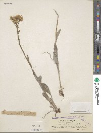 Tephroseris integrifolia image