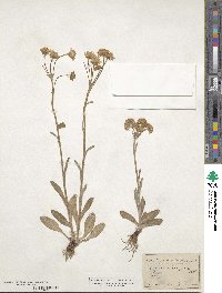 Tephroseris integrifolia image