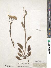 Tephroseris integrifolia image