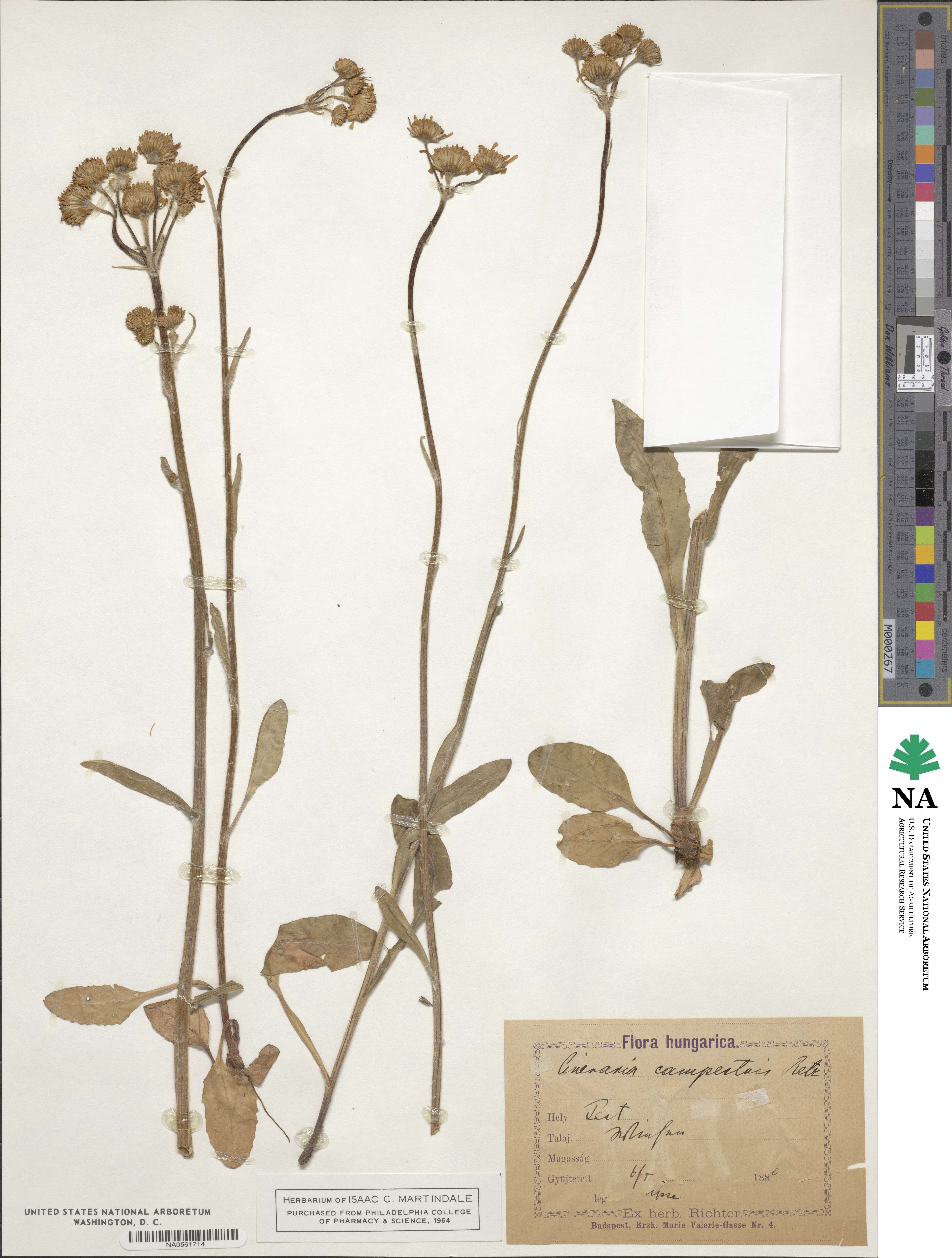 Tephroseris integrifolia image