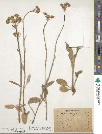 Tephroseris integrifolia image