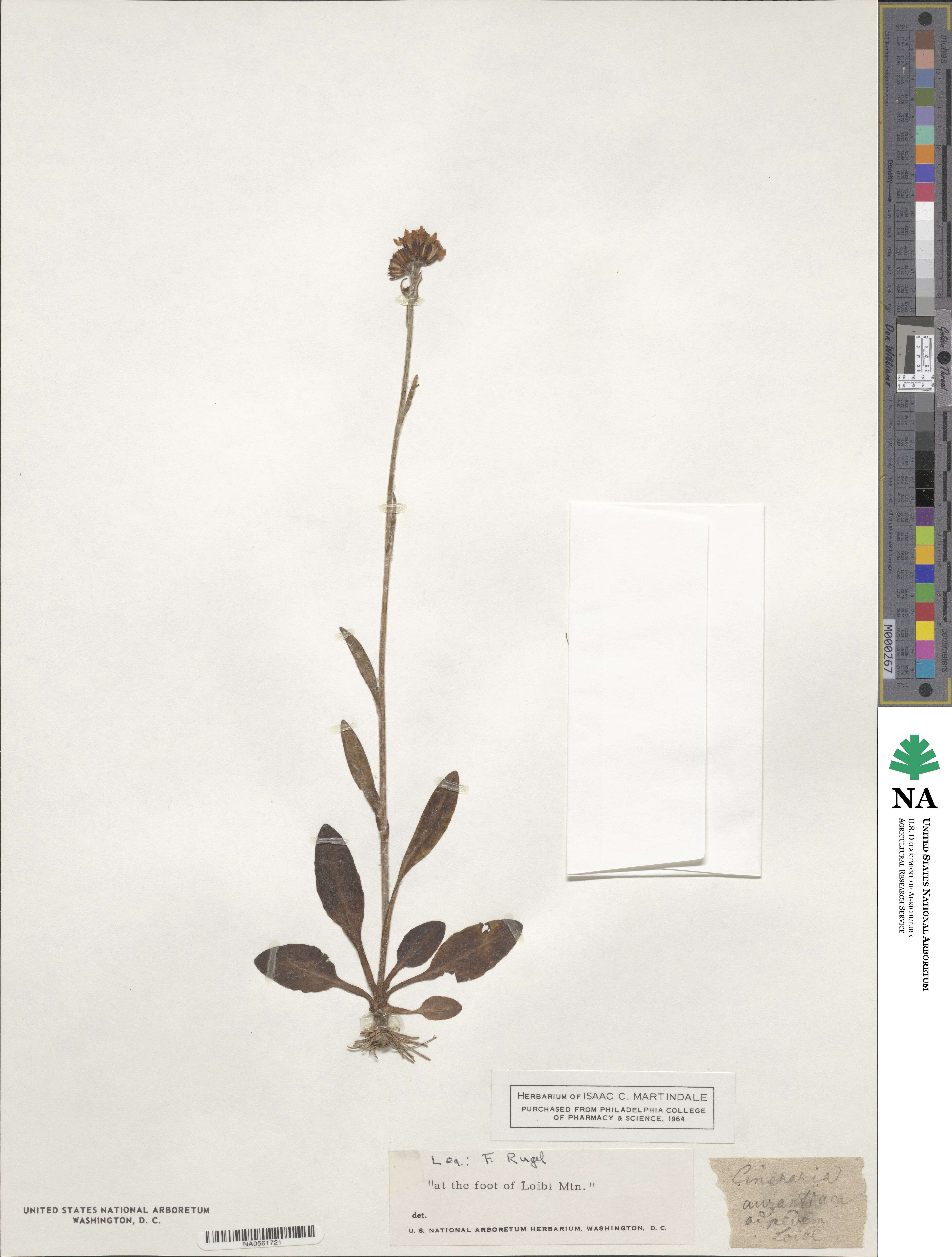 Senecio aurantiacus image