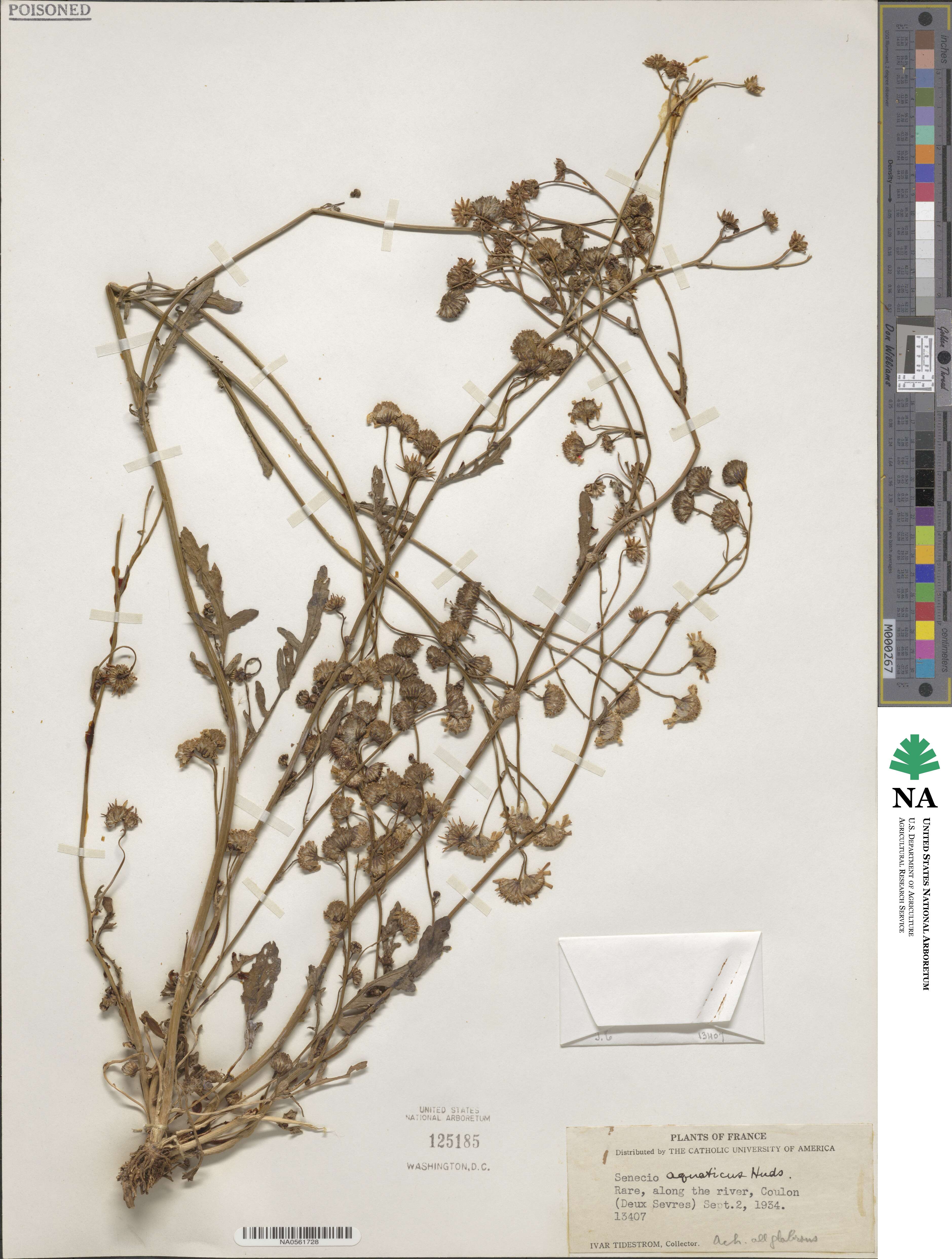 Senecio aquaticus image