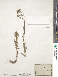 Senecio sylvaticus image
