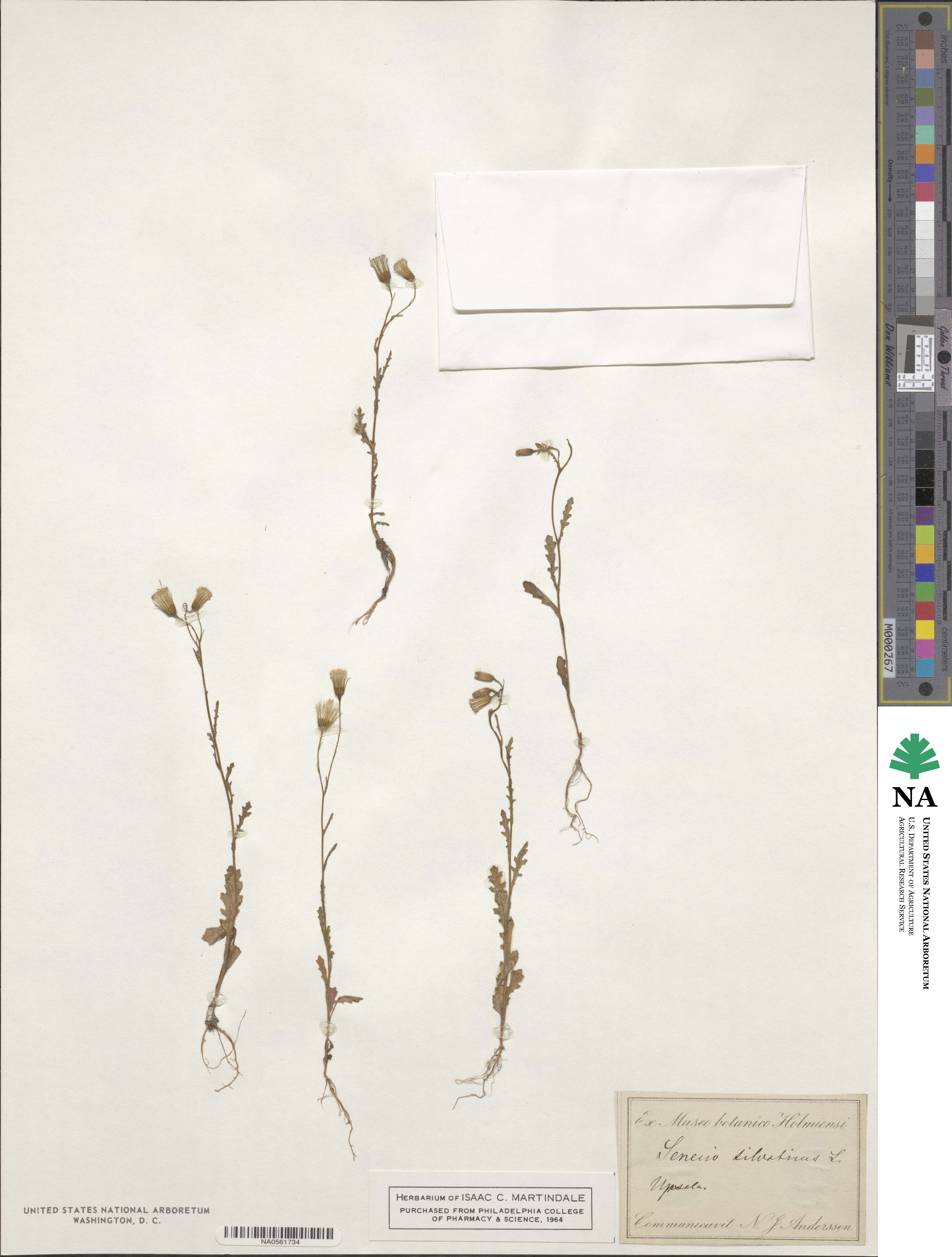 Senecio sylvaticus image