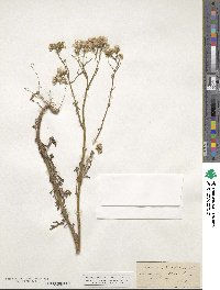 Senecio sylvaticus image