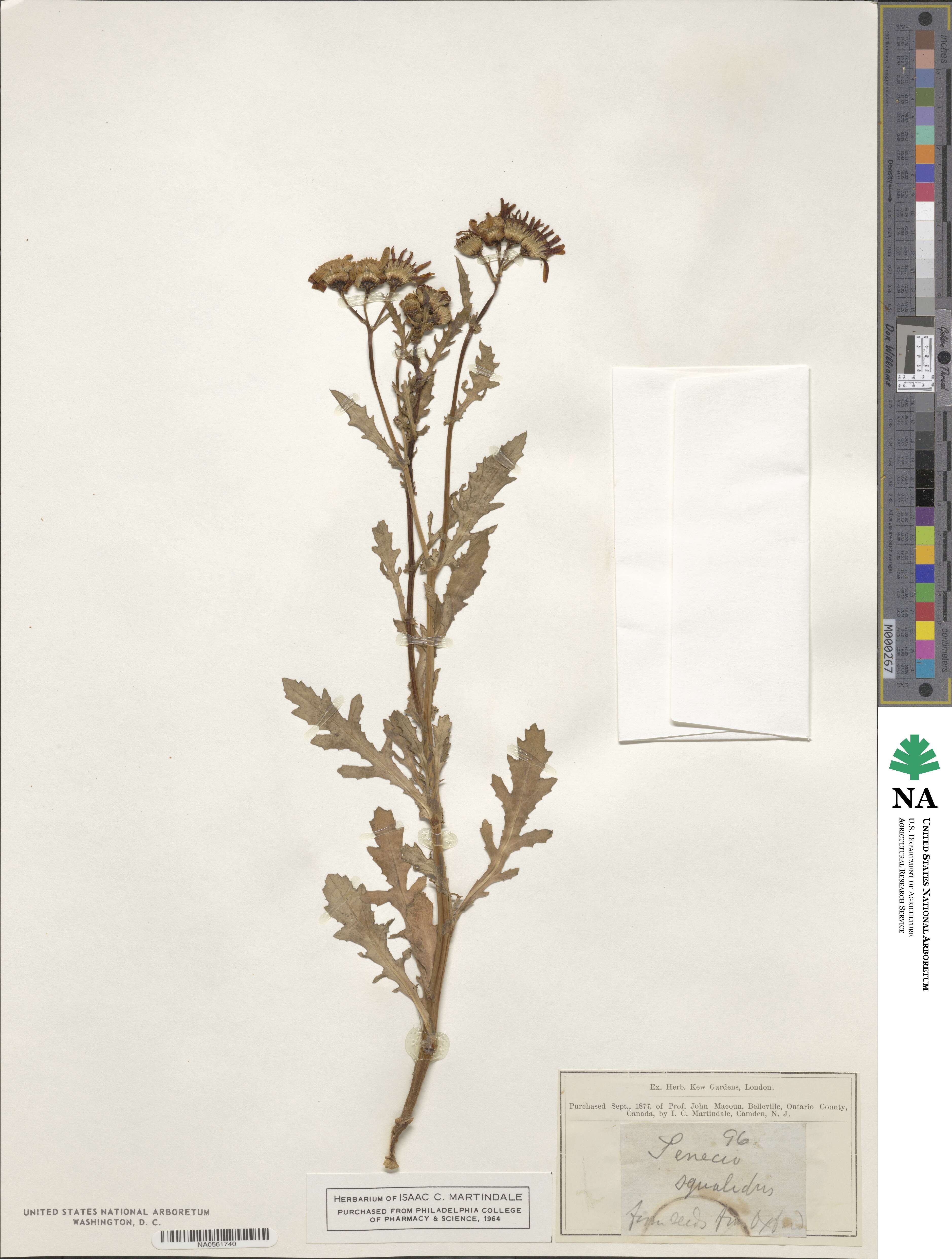 Senecio squalidus image