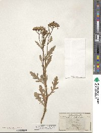 Senecio squalidus image