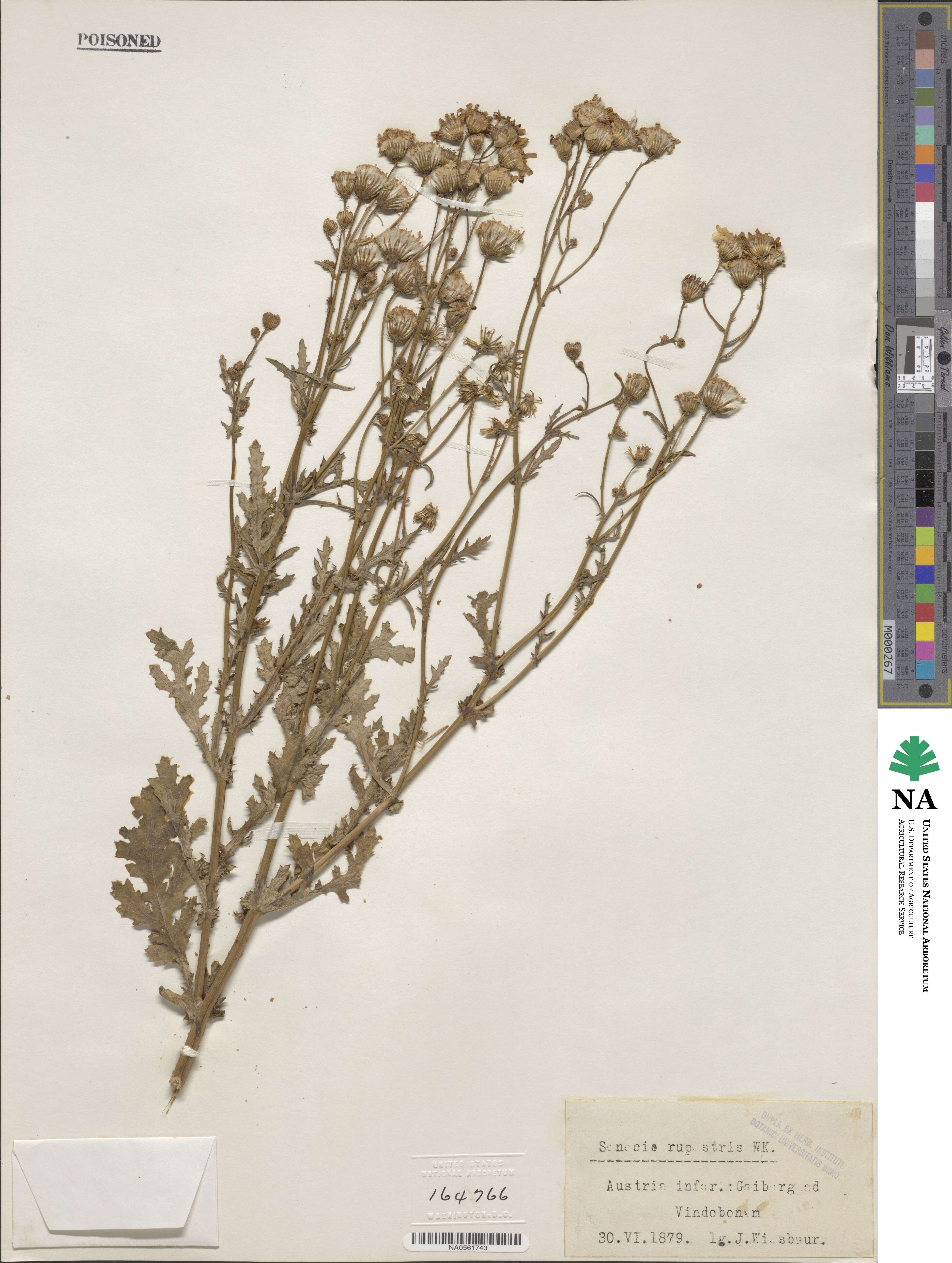 Senecio rupestris image