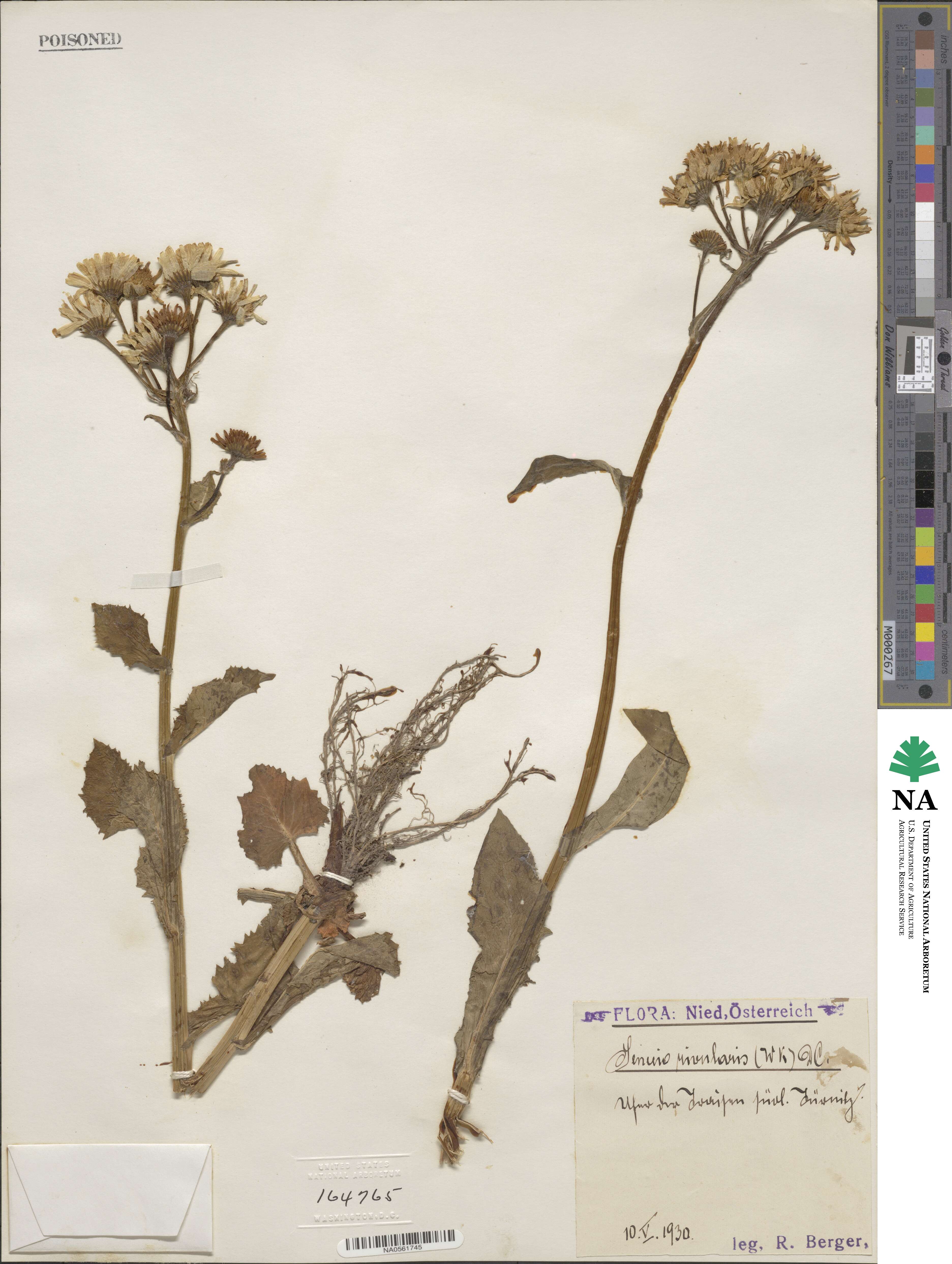 Senecio rivularis image