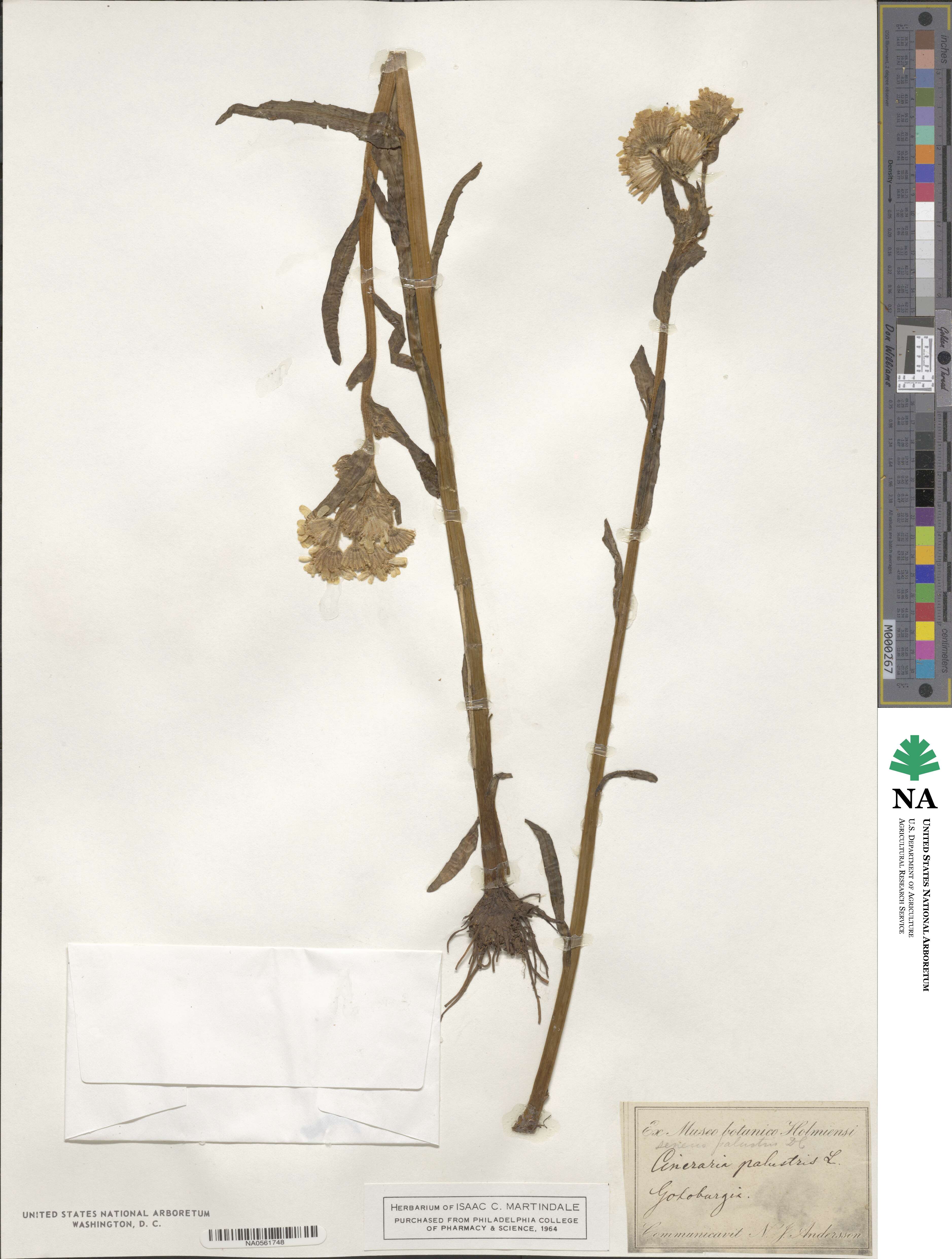 Tephroseris palustris image