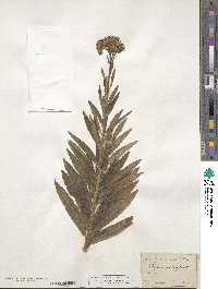 Jacobaea paludosa subsp. paludosa image