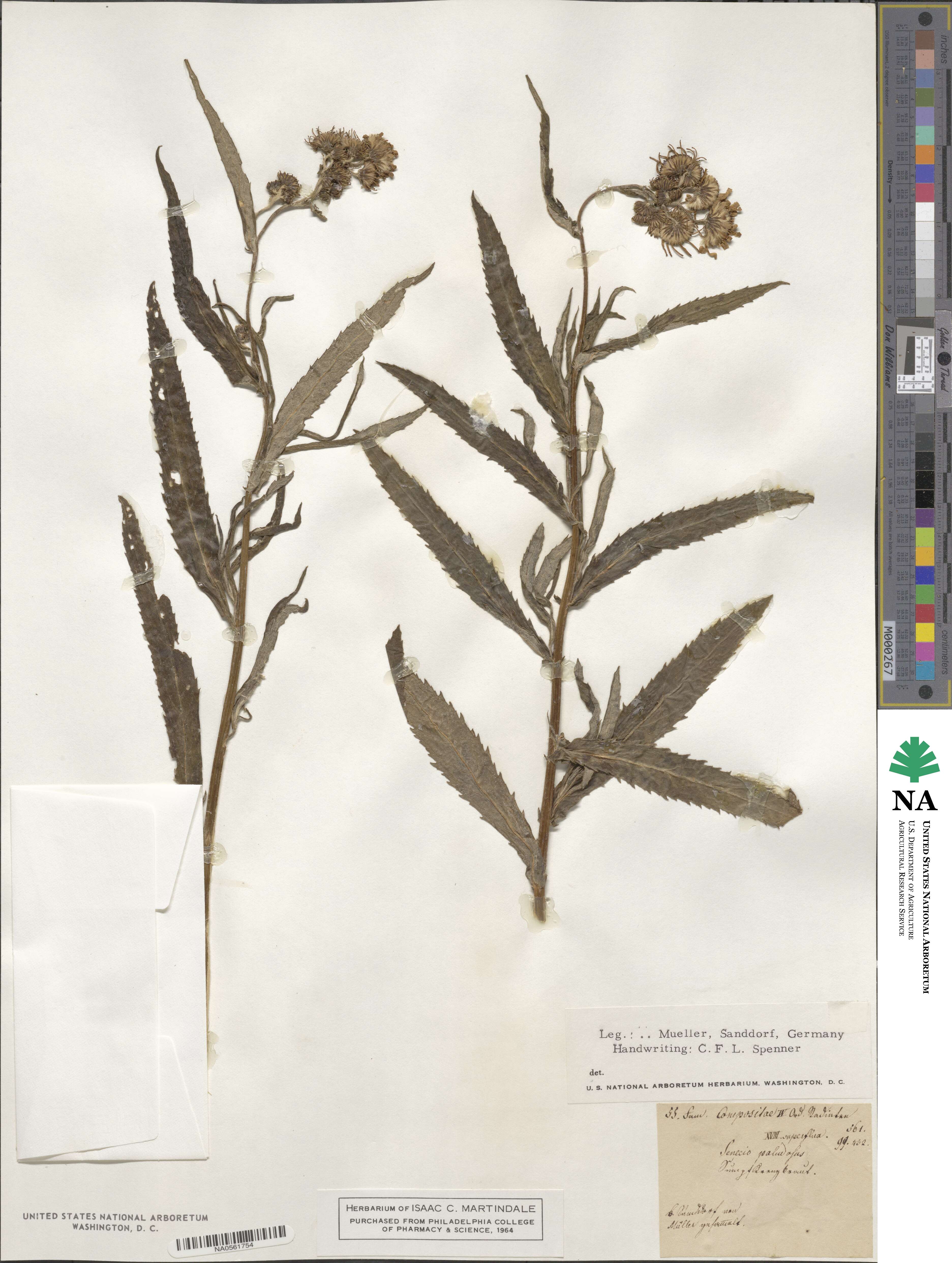 Jacobaea paludosa subsp. paludosa image