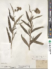 Jacobaea paludosa subsp. paludosa image