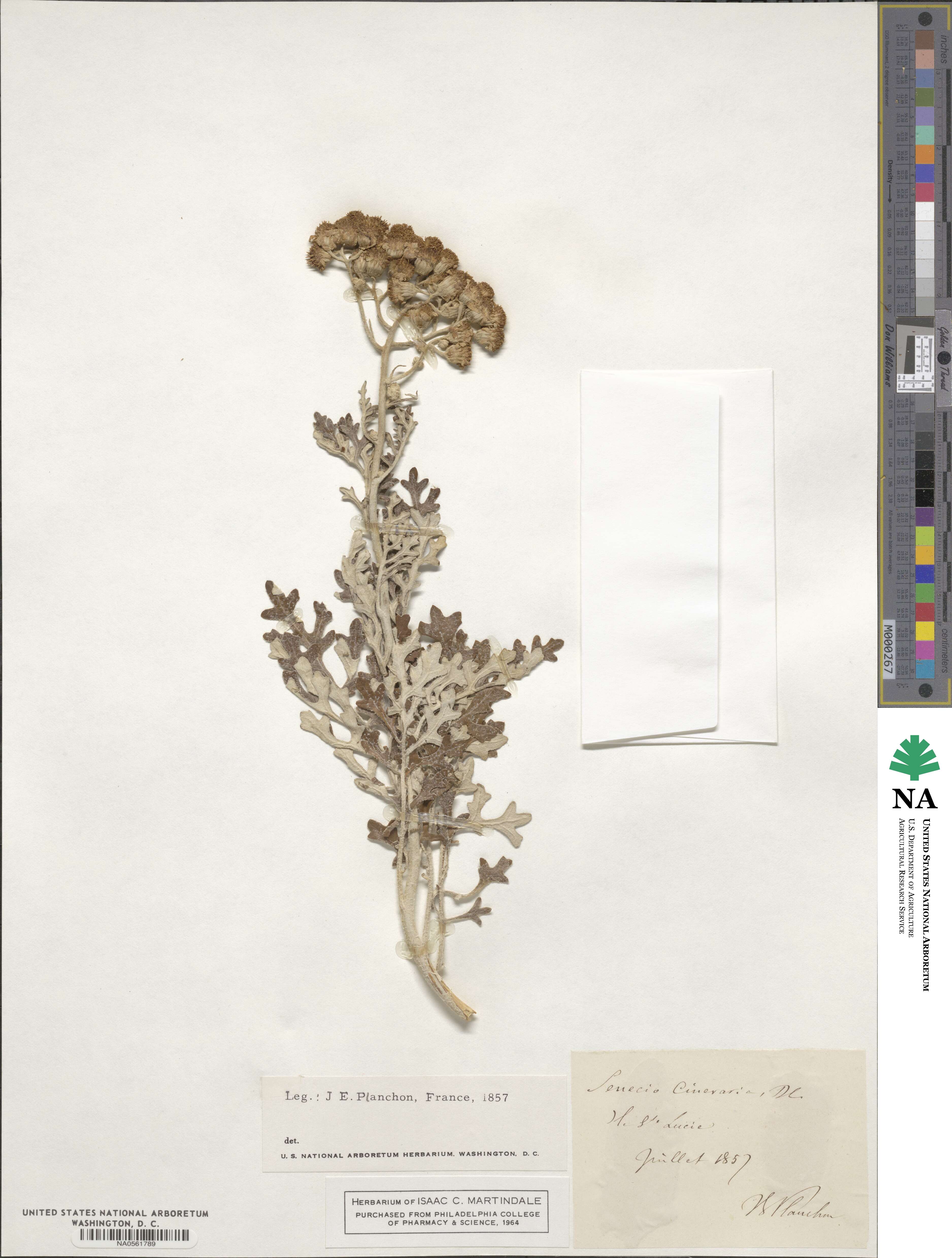 Senecio image