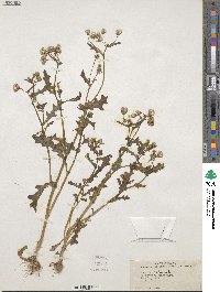 Senecio vulgaris image