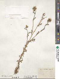 Senecio vulgaris image