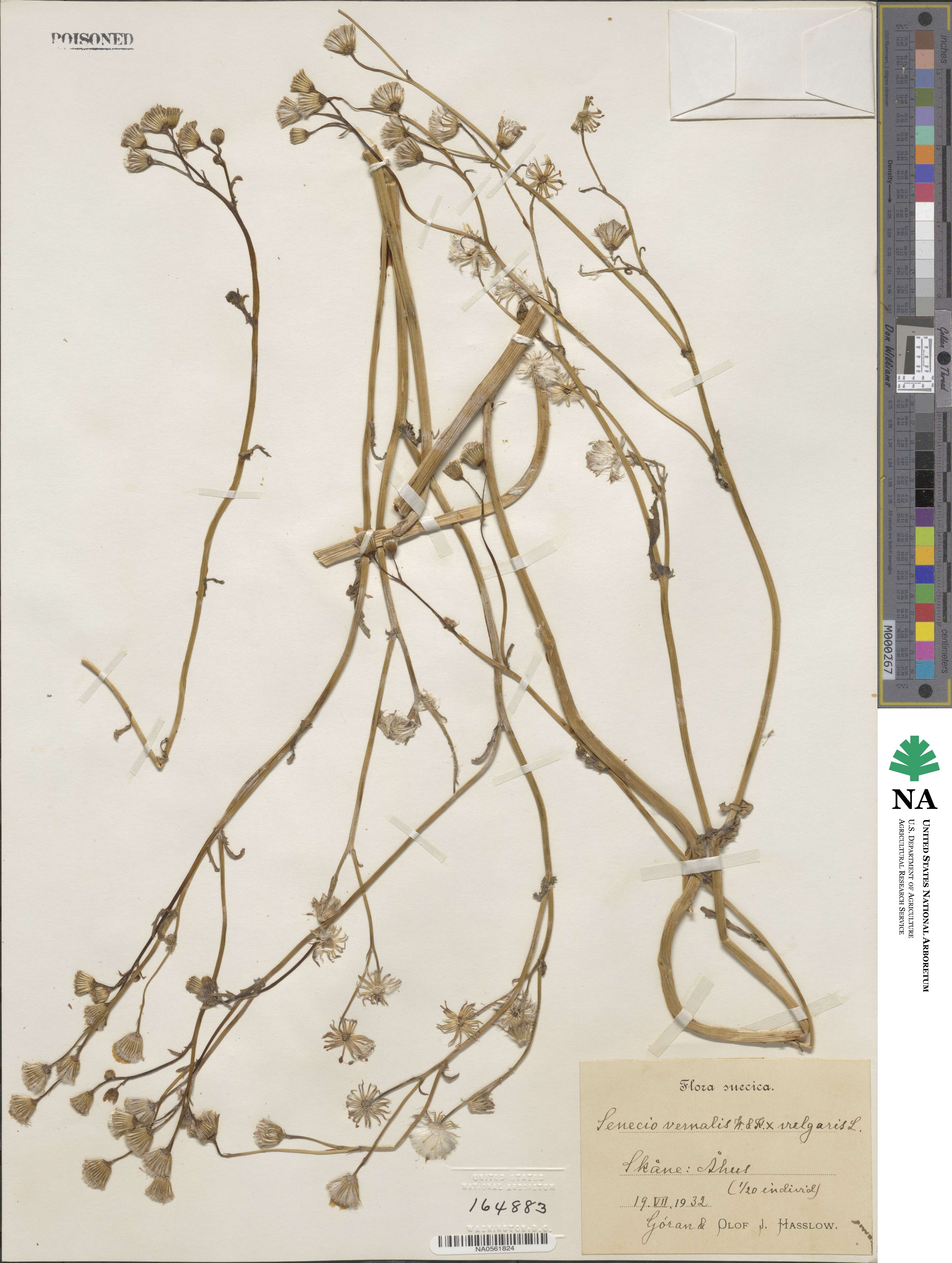 Senecio vernalis image