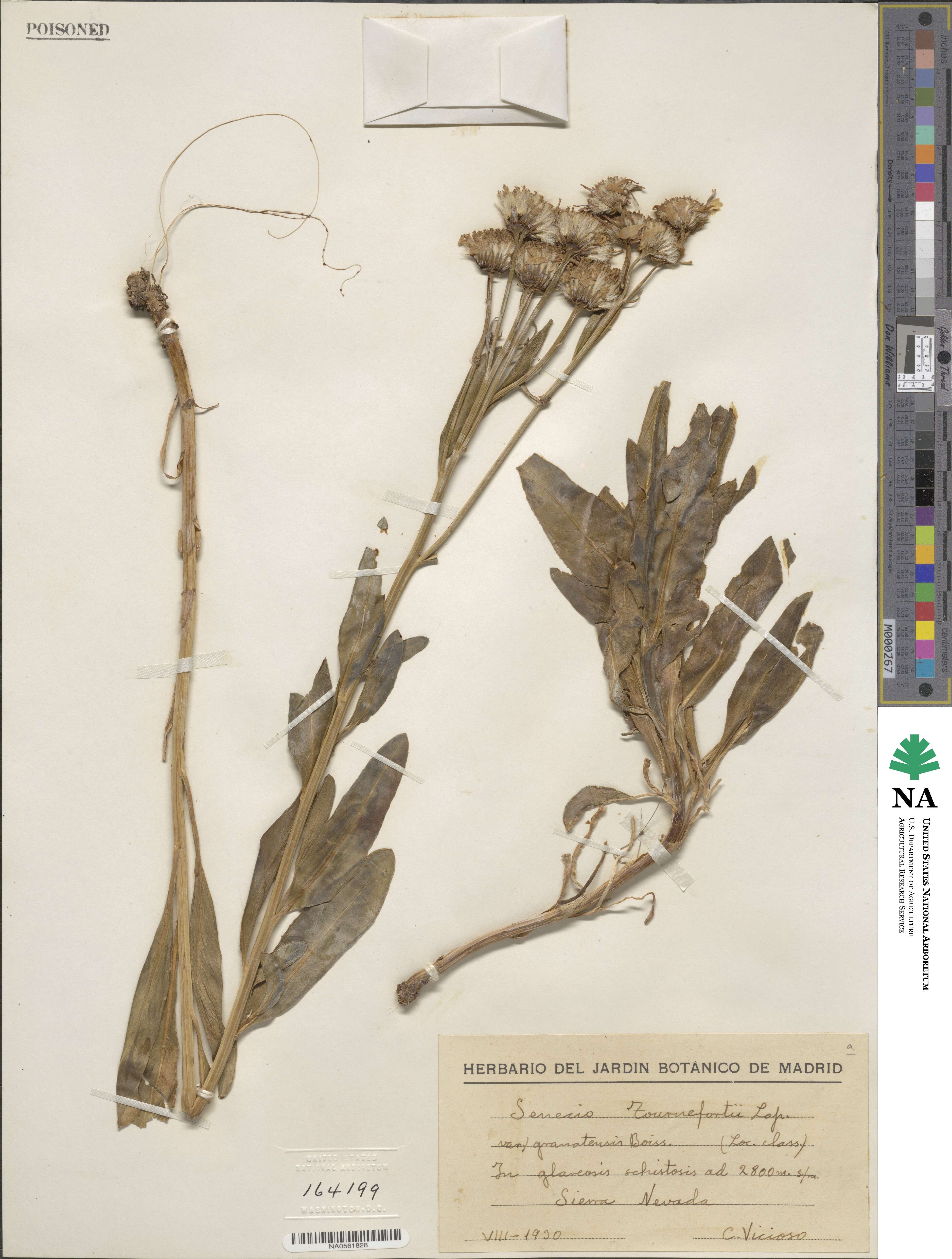 Senecio pyrenaicus image