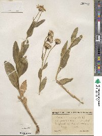 Senecio pyrenaicus image