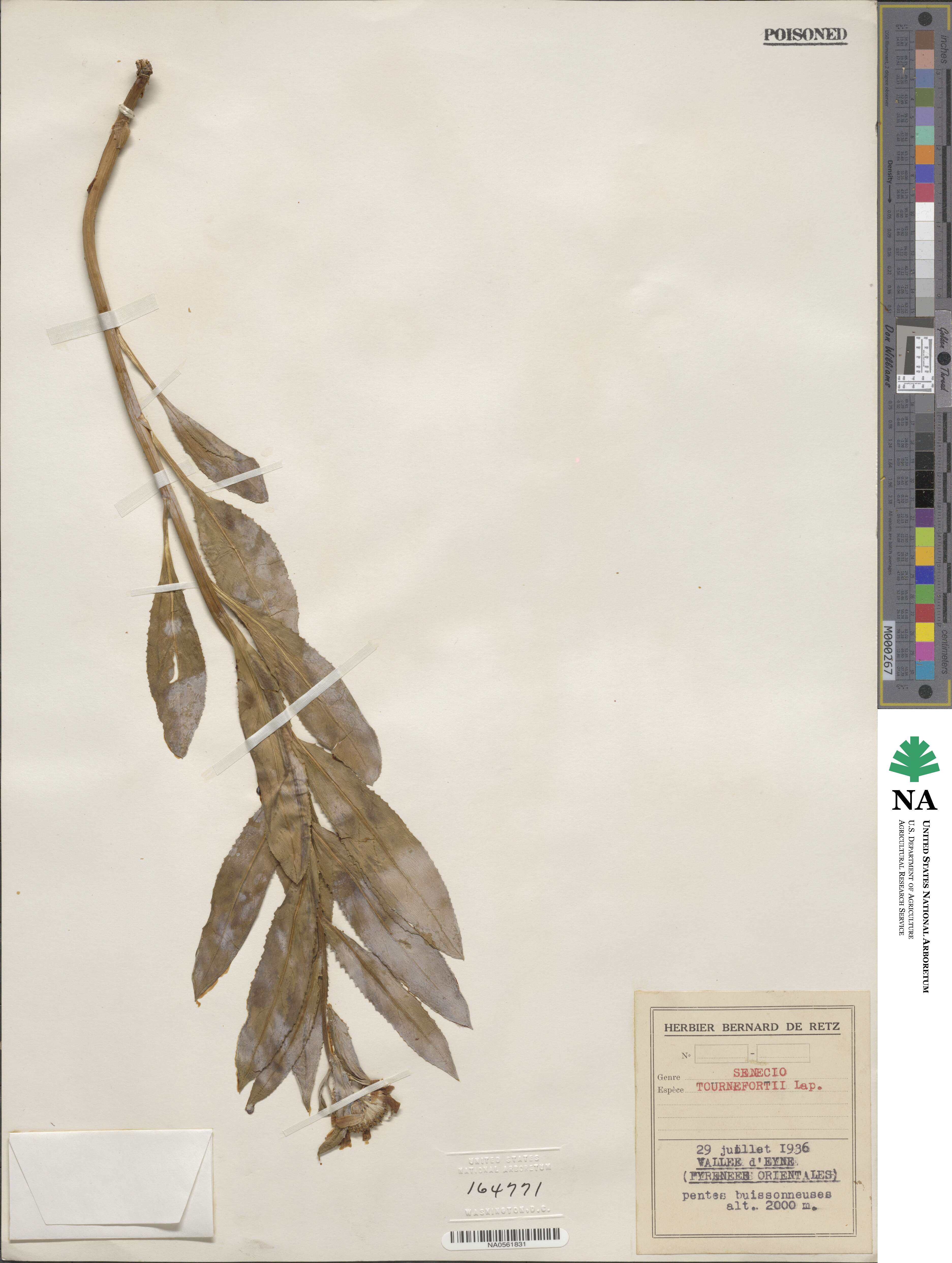 Senecio pyrenaicus image