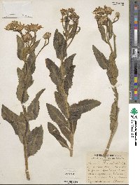 Senecio pyrenaicus image