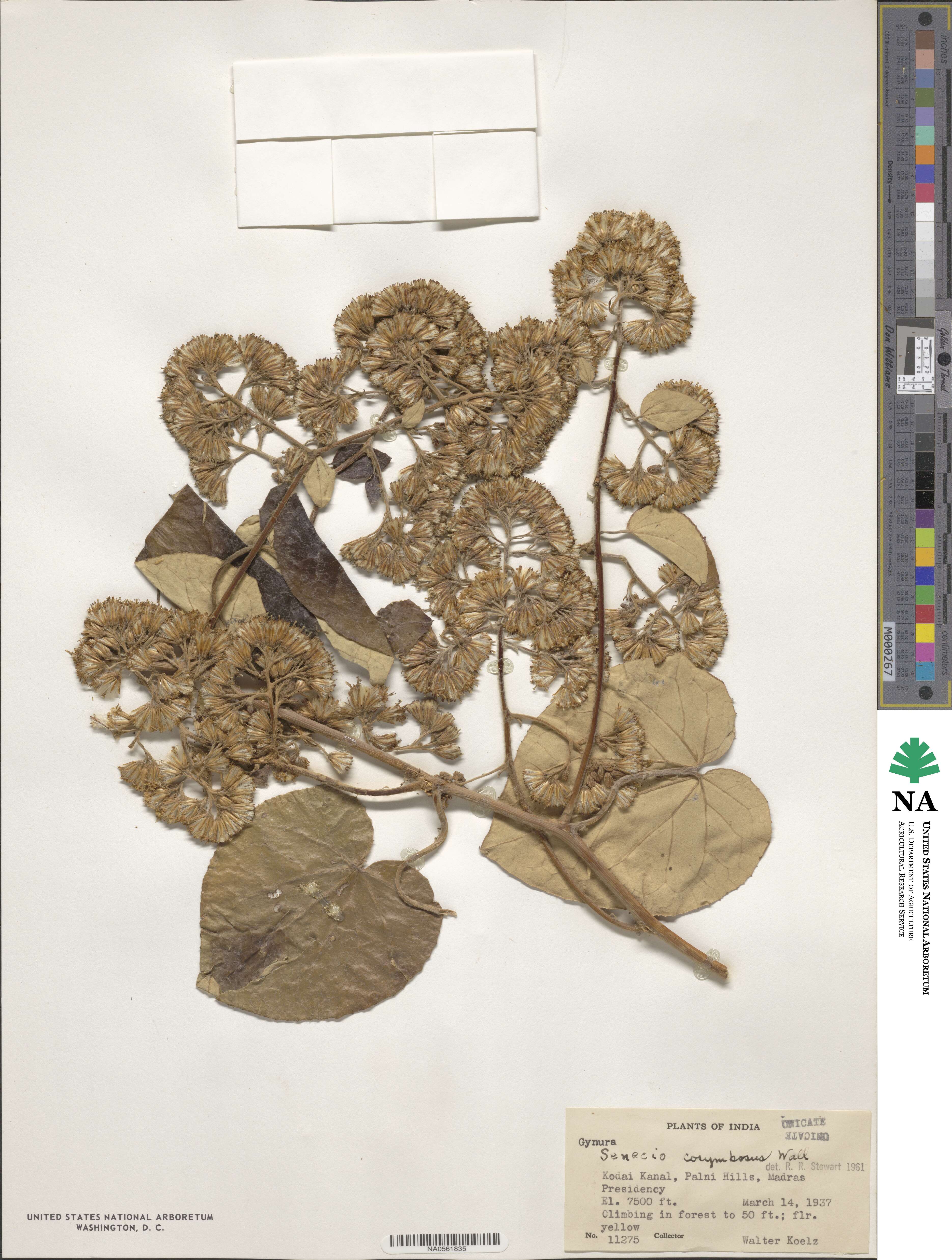 Senecio corymbosus image
