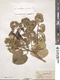 Senecio corymbosus image