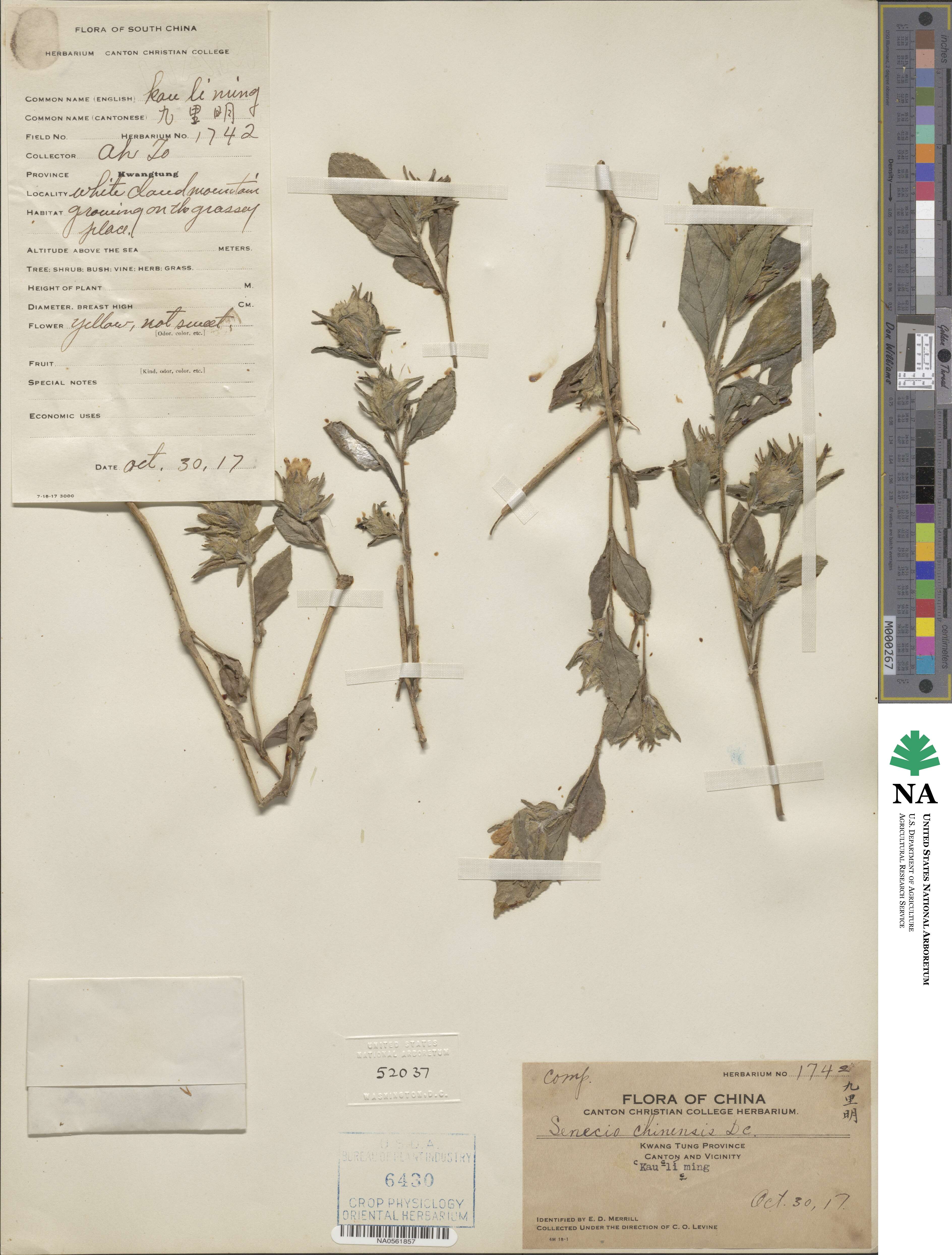 Senecio scandens image