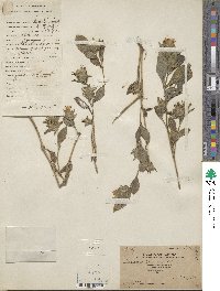 Senecio scandens image