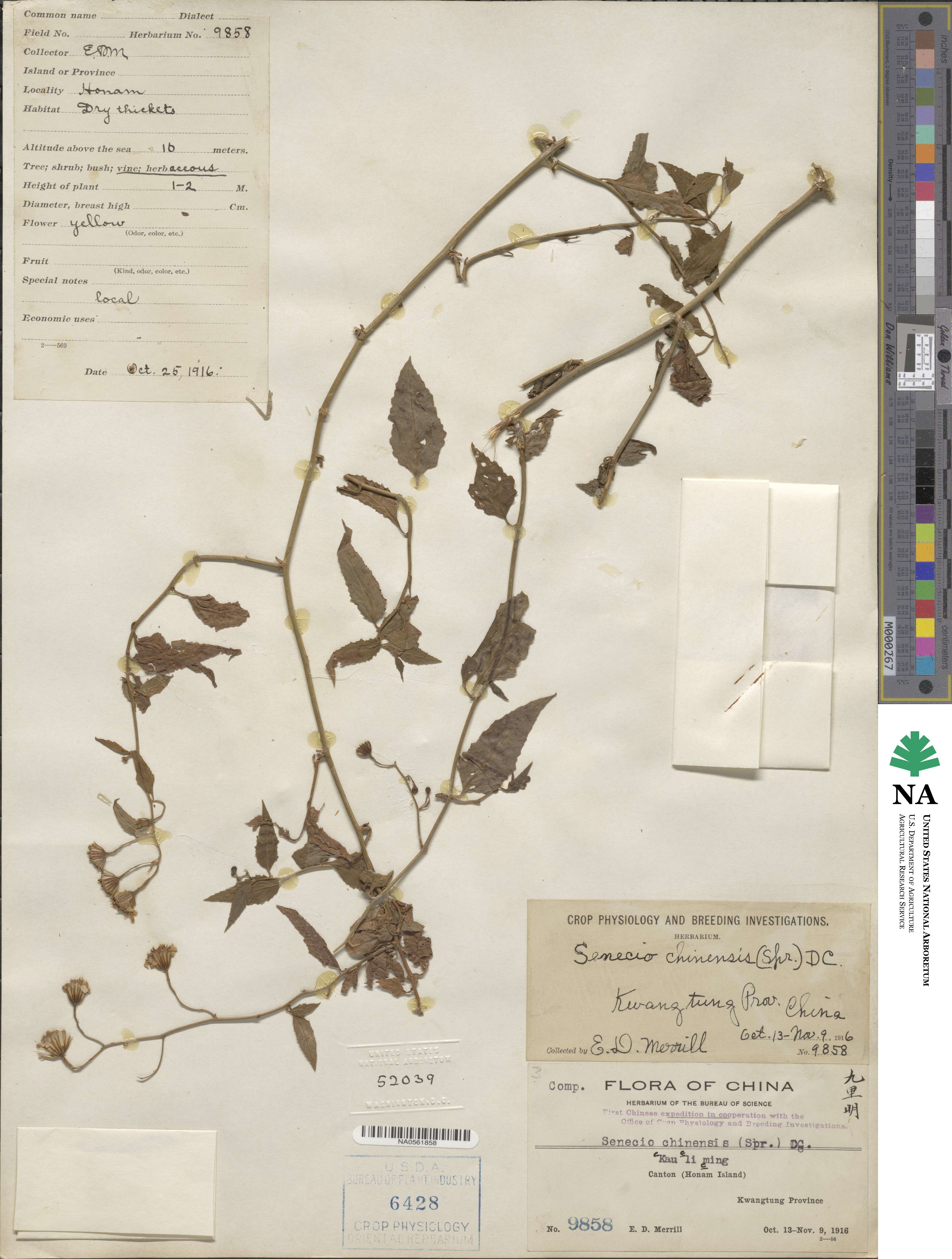 Senecio scandens image