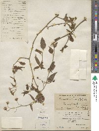 Senecio scandens image