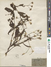 Senecio scandens image