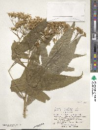 Jacobaea cannabifolia image