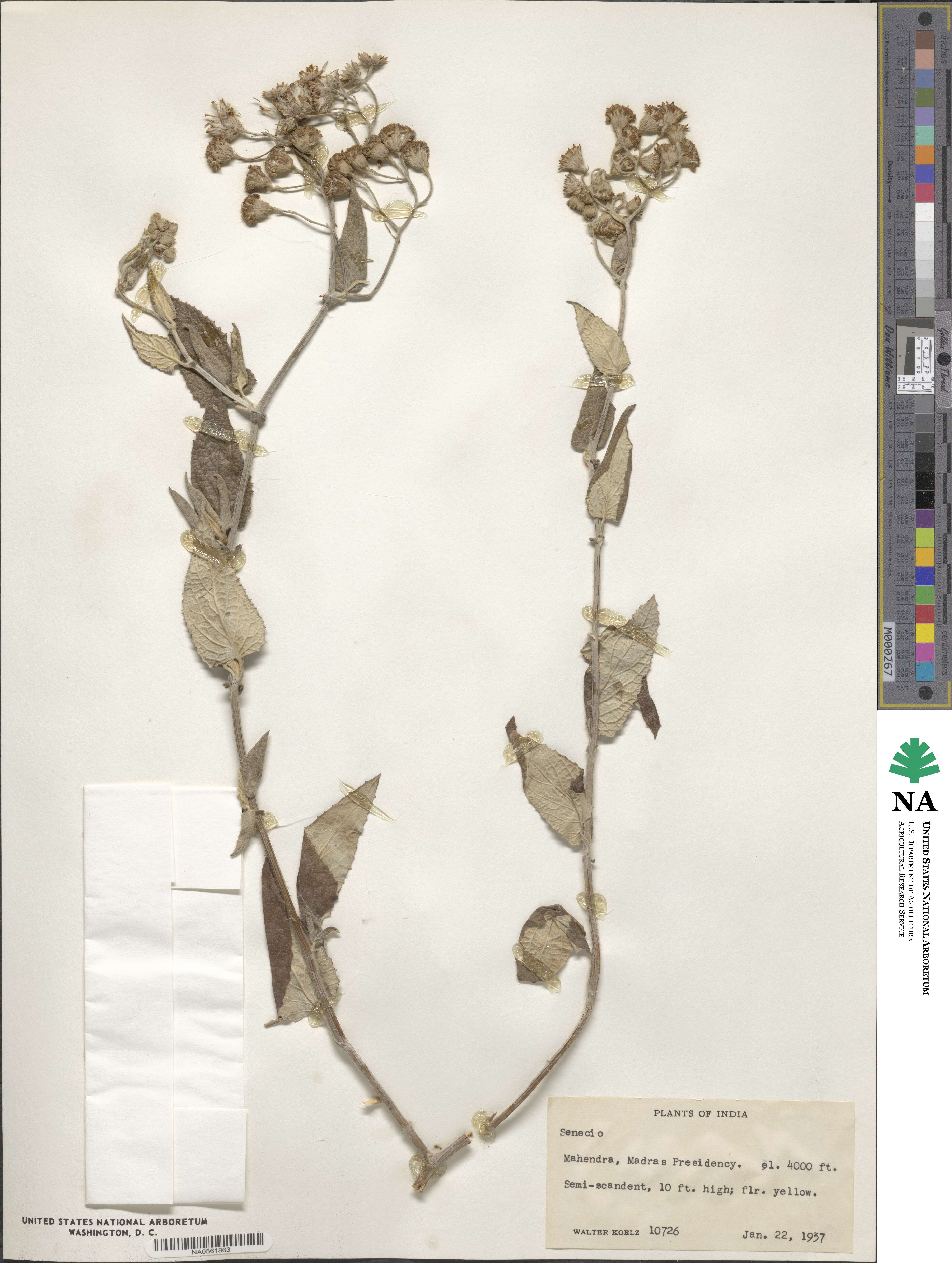 Senecio candicans image
