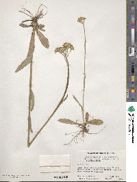 Tephroseris integrifolia image