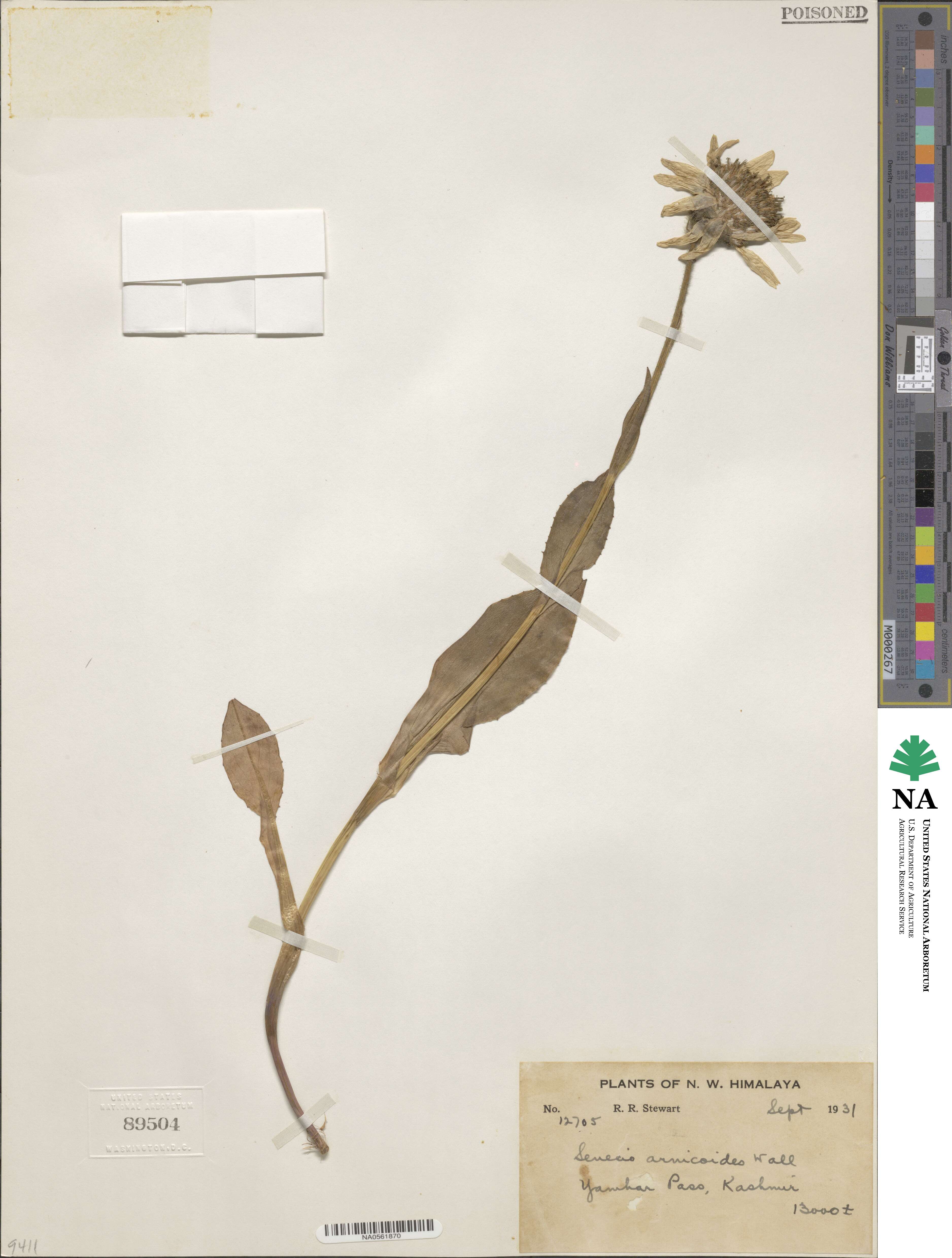 Senecio arnicoides image