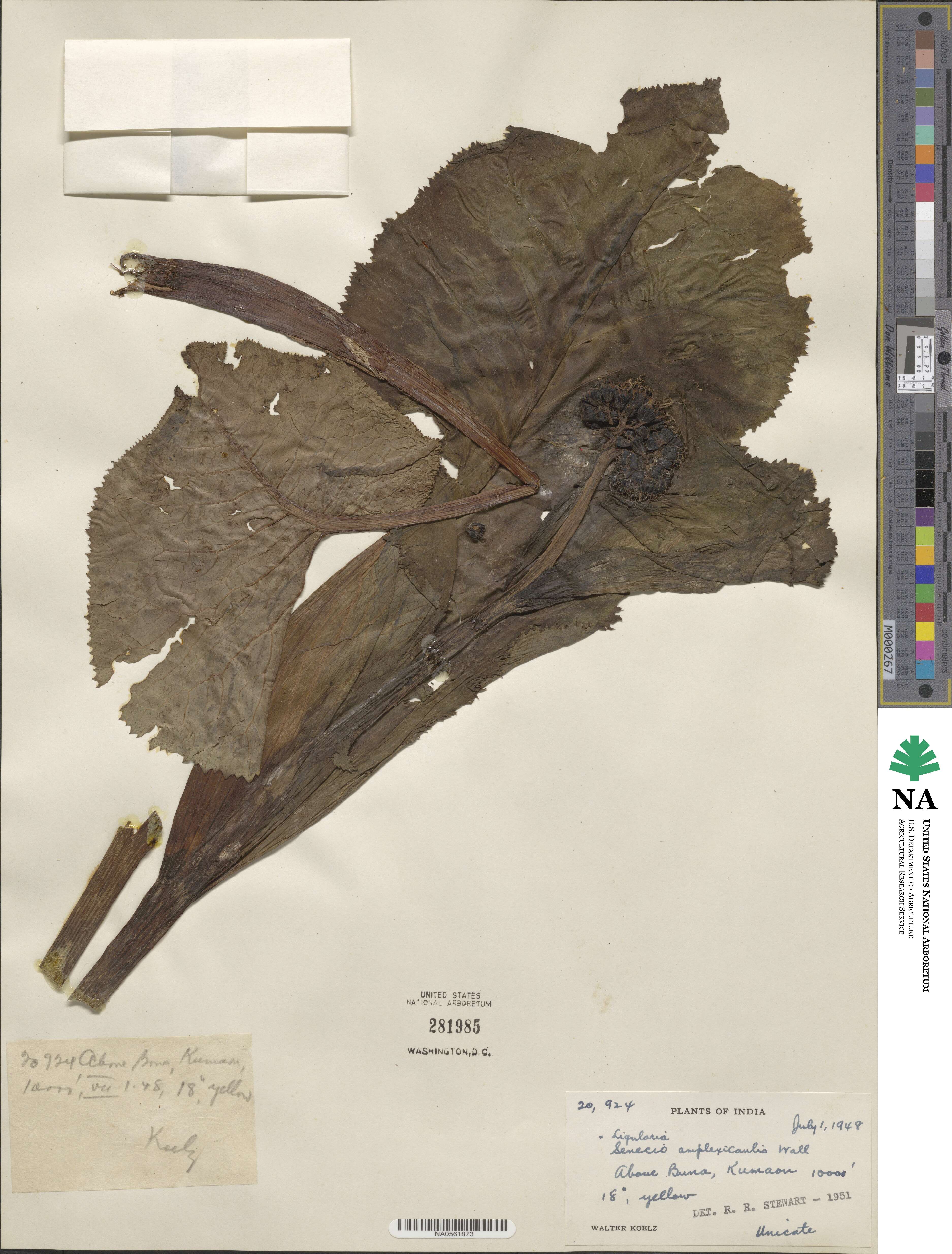 Senecio amplexicaulis image