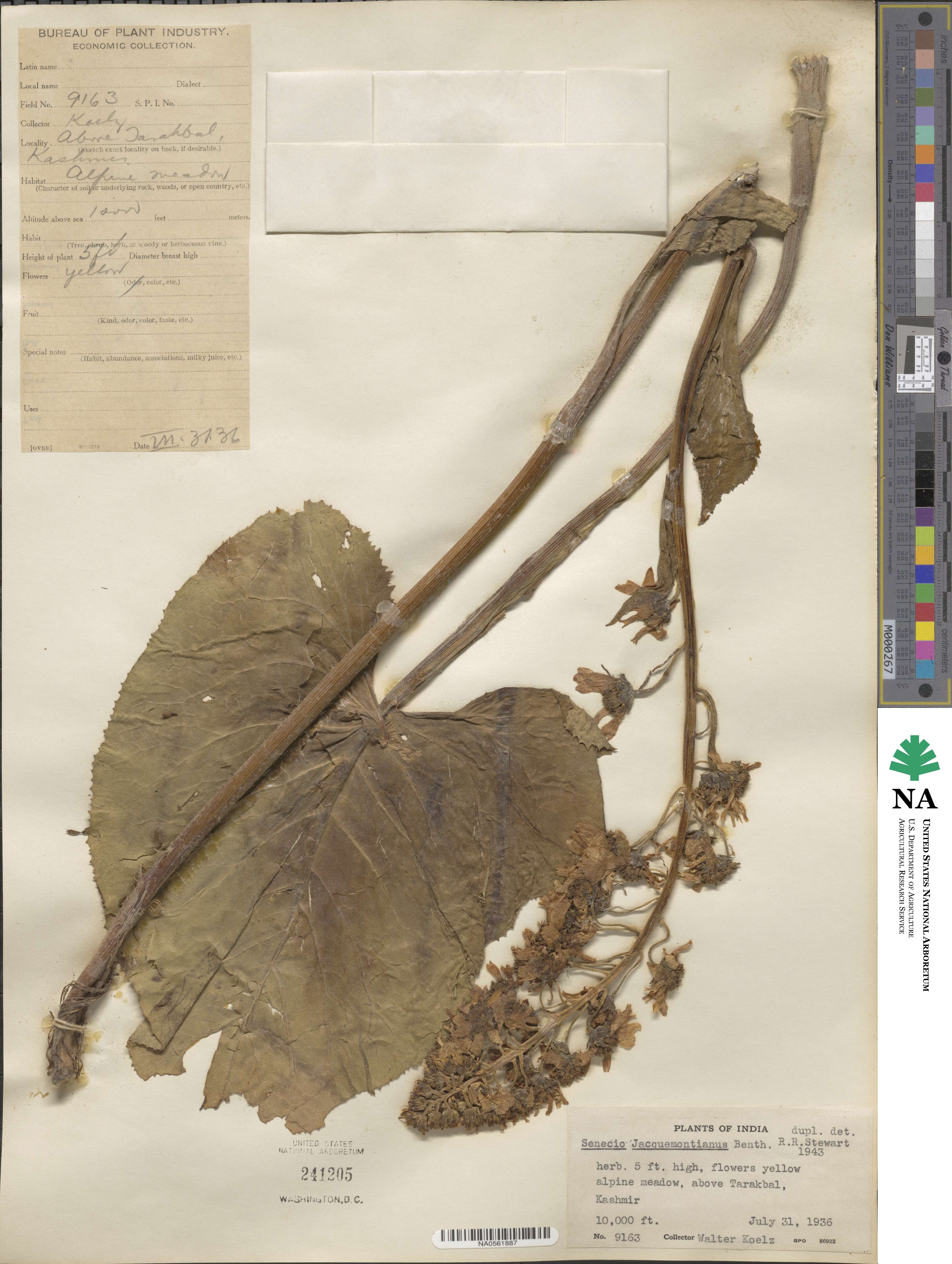 Ligularia jacquemontiana image
