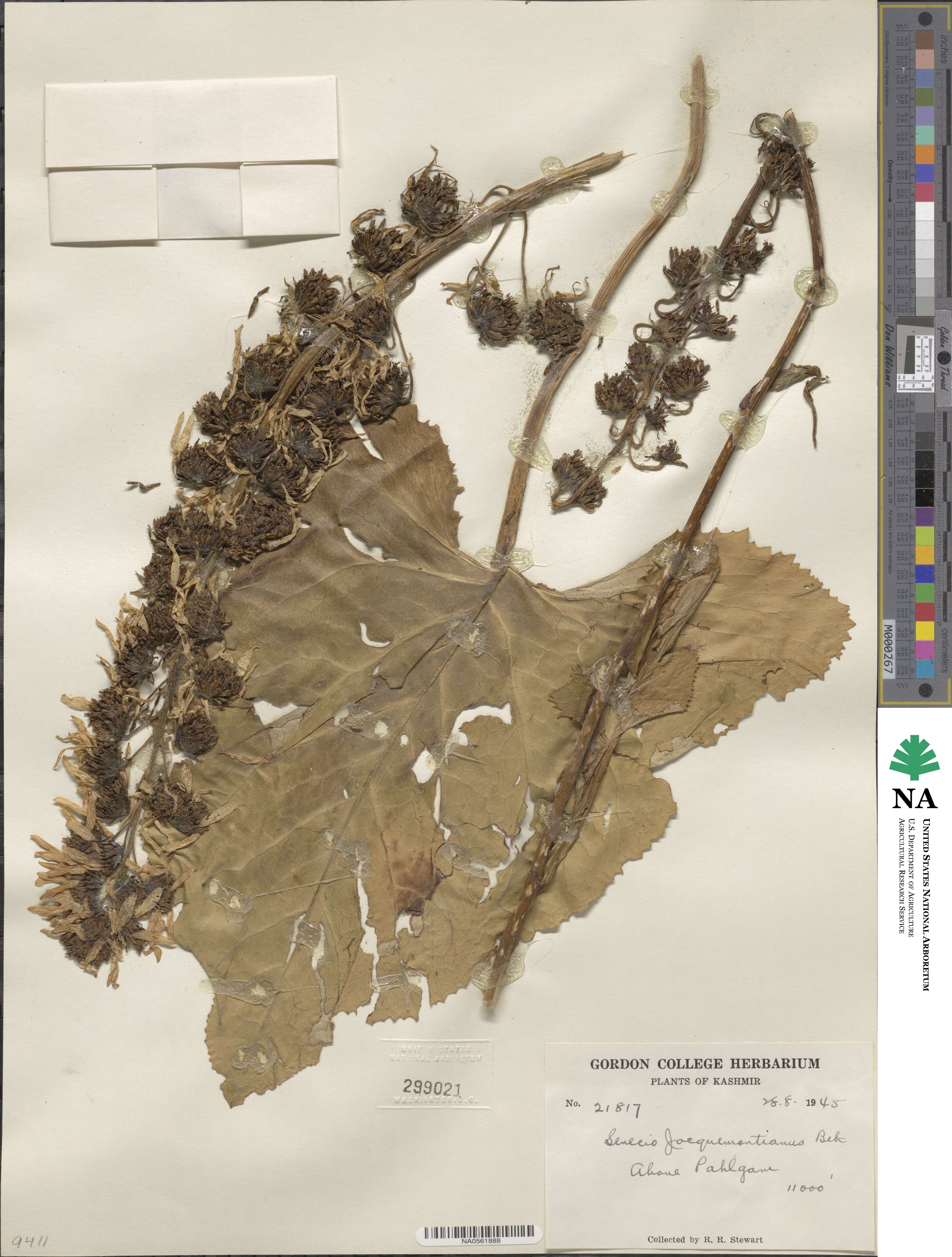 Ligularia jacquemontiana image