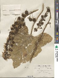 Ligularia jacquemontiana image