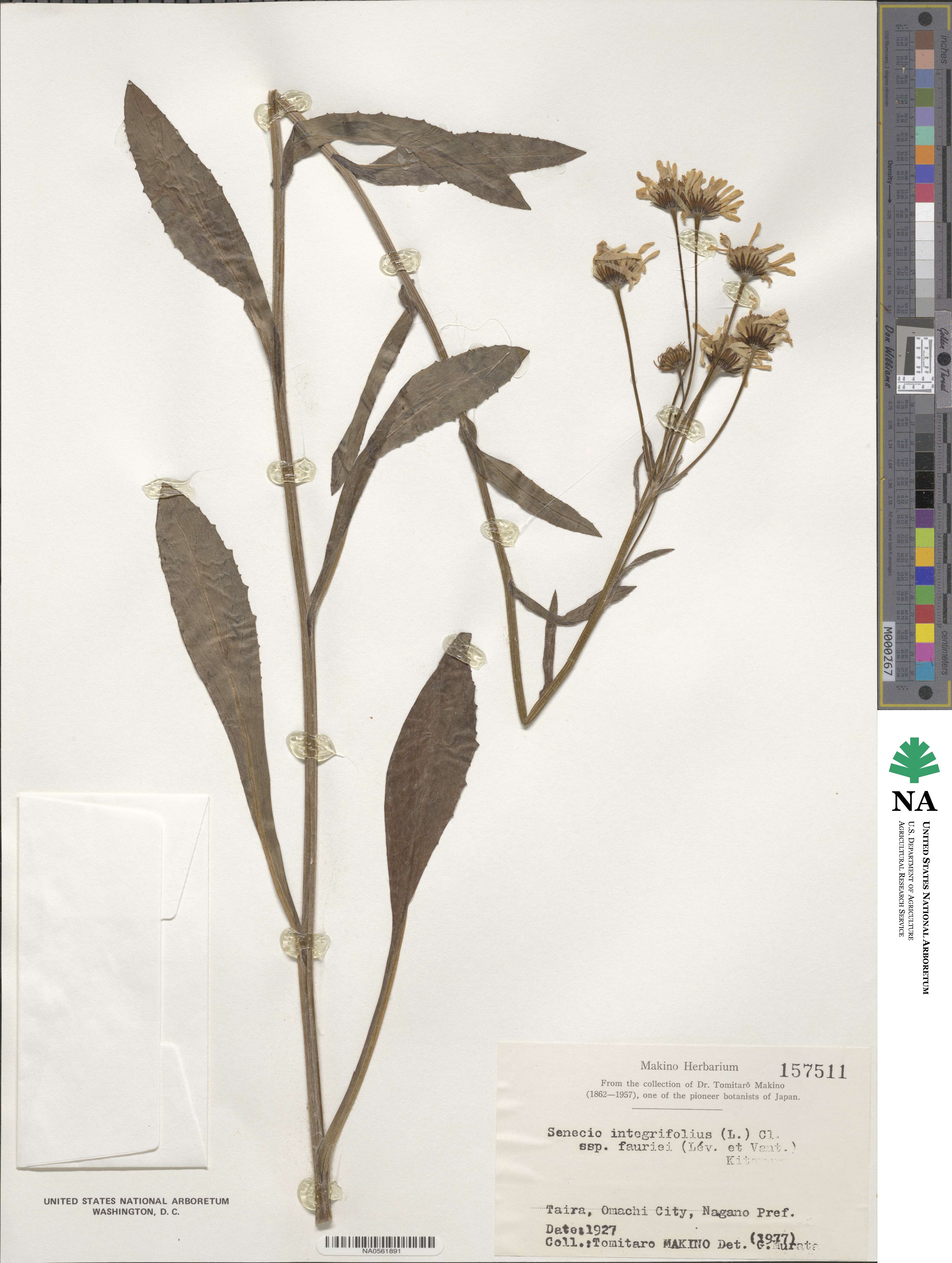 Tephroseris integrifolia var. spathulata image