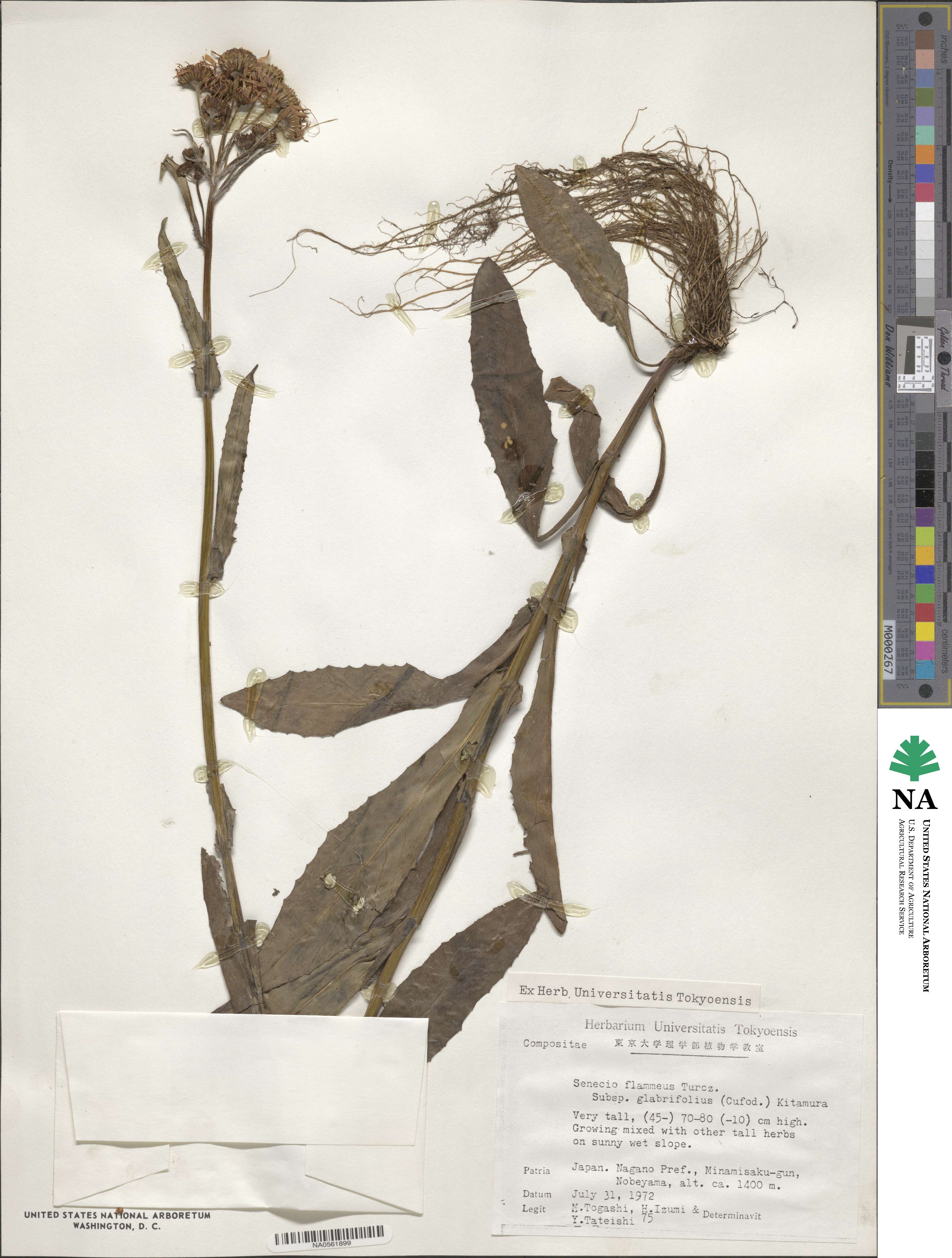Tephroseris flammea image