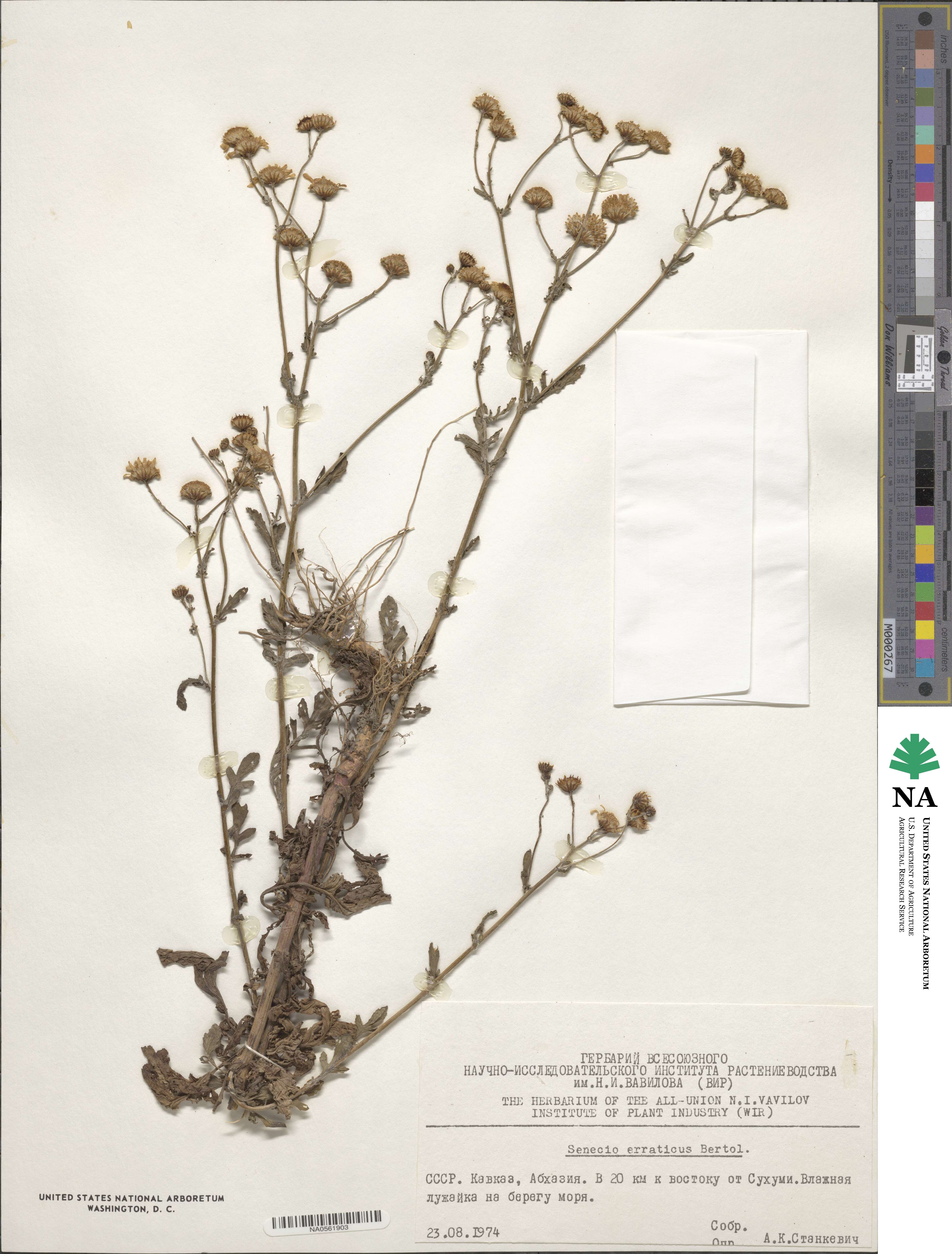 Jacobaea erratica image