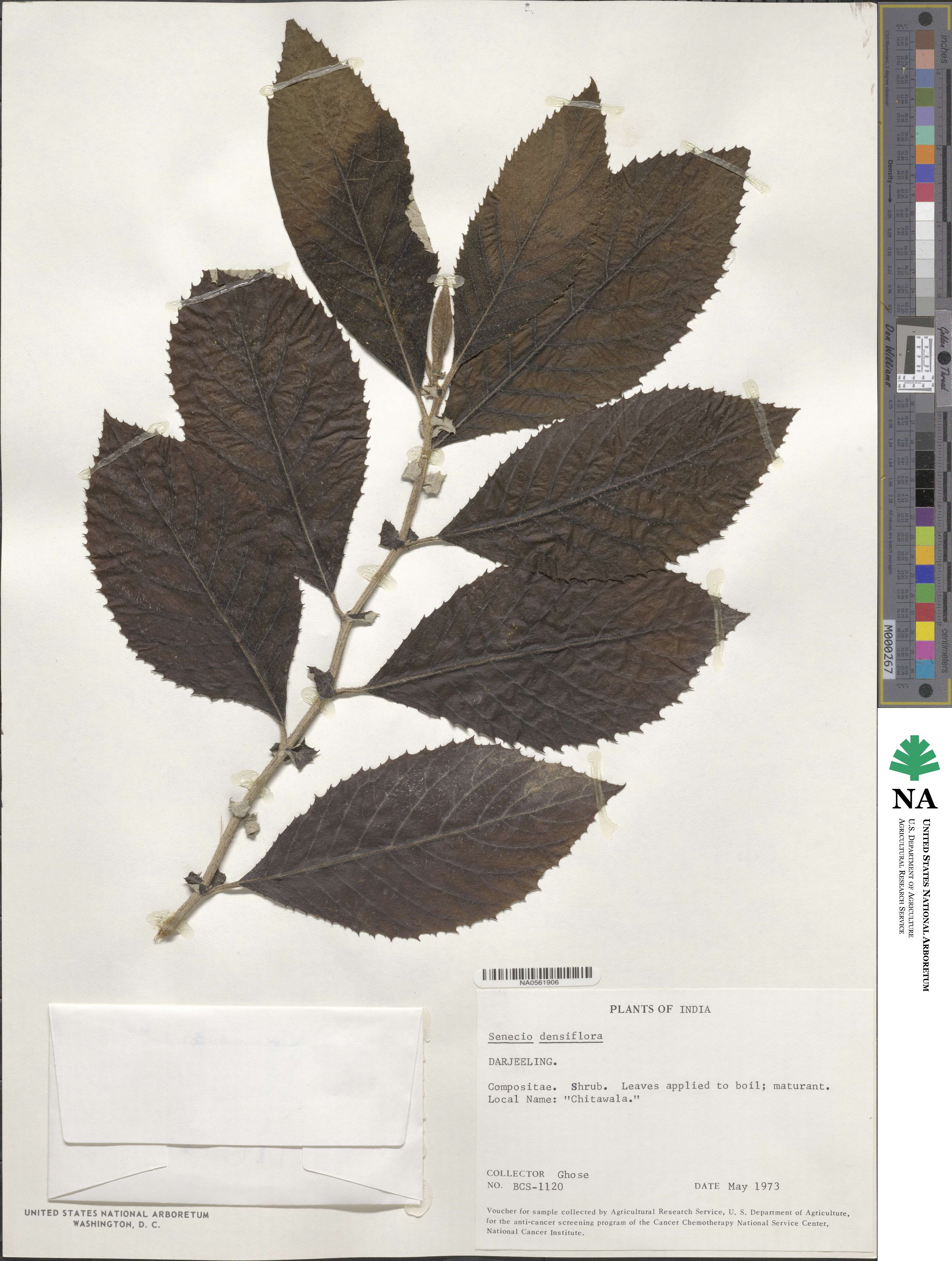 Senecio densiflorus image