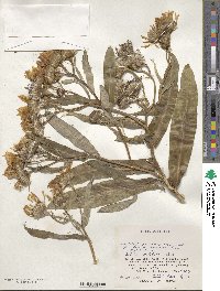 Jacobaea pseudoarnica image