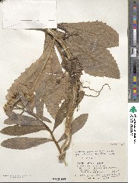 Jacobaea pseudoarnica image