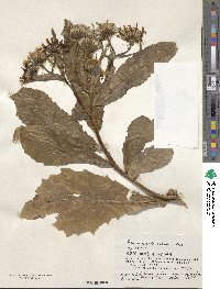 Jacobaea pseudoarnica image