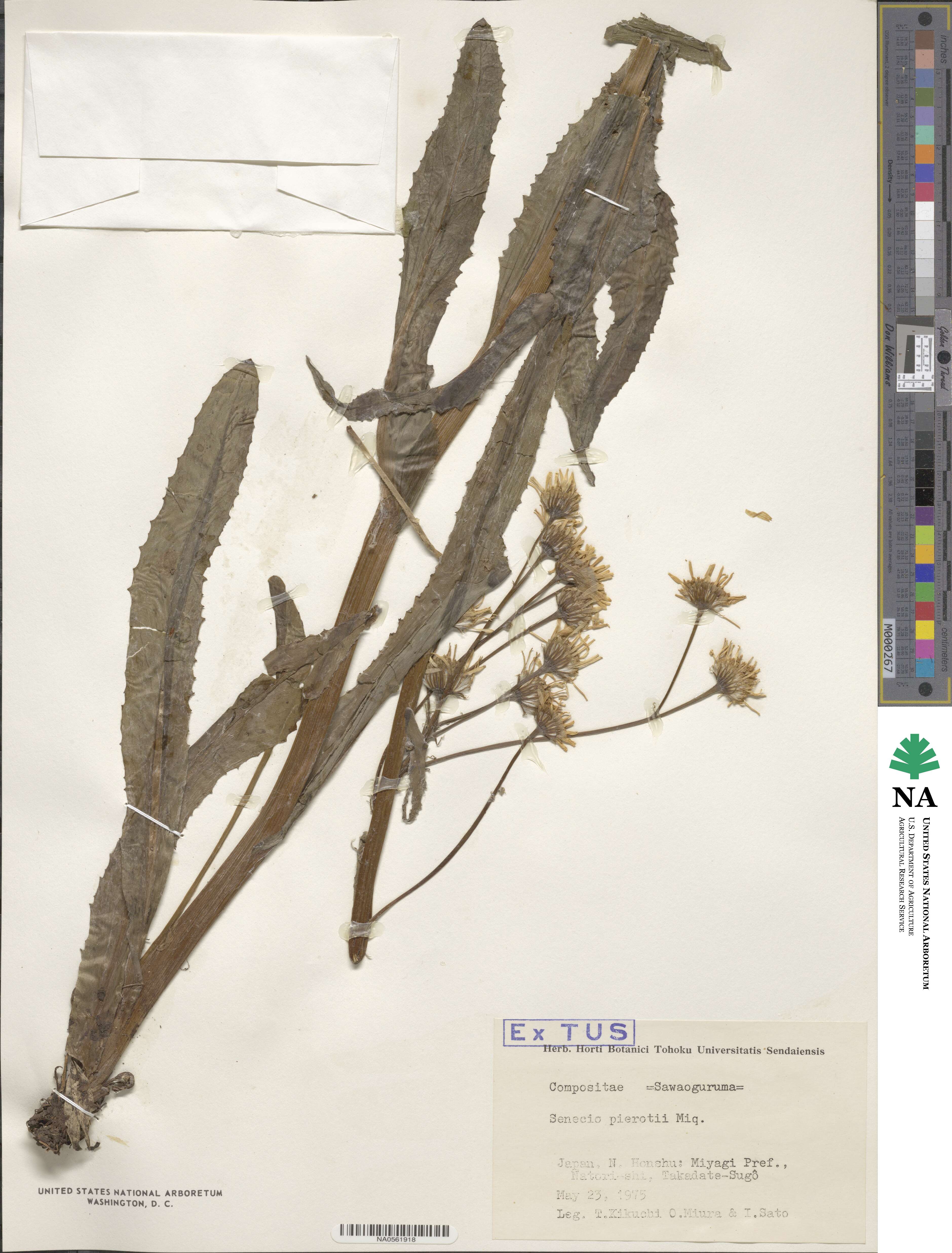 Tephroseris pierotii image