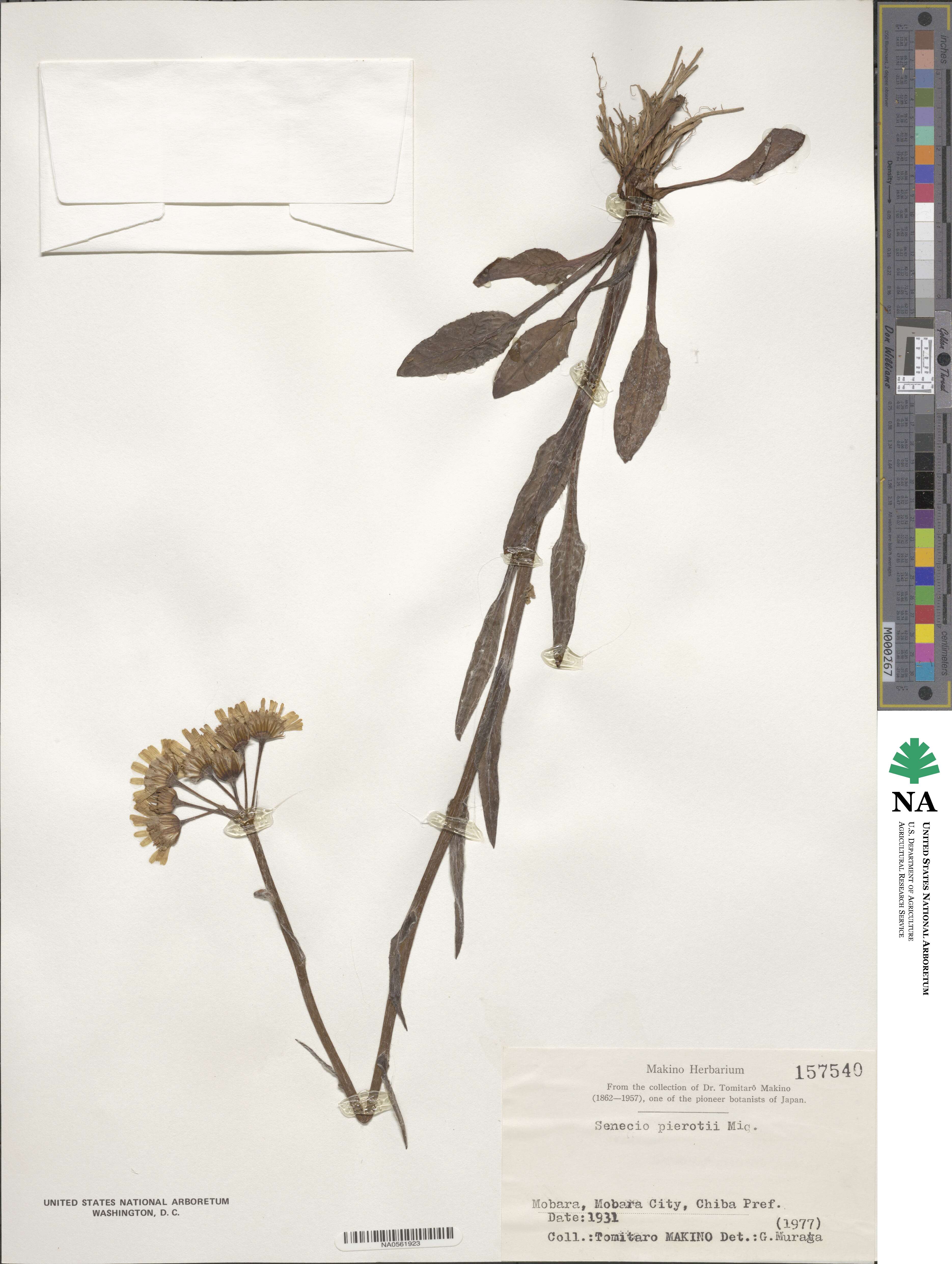 Tephroseris pierotii image